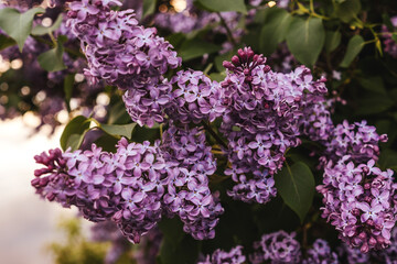 Branch lilac blossoms, Syringa vulgaris.