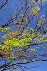 公園の新緑の欅と青空