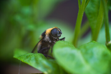 an insect Bee, close up. at a plant / flower.