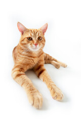 Orange cat. Portrait of tabby ginger cat over white background, wide angle. Adorable pet posing at studio. Cute domestic animal.