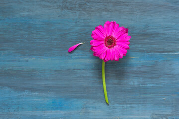 Pink flower a blue background, pop art, minimal, decorative, artistic, minimal