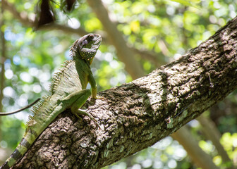 lizard on tree