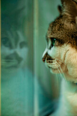 Adult cat is sitting by the window. The cat is looking out the window. Reflection of a cat's head in a glass.