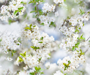 Seamless pattern of blooming cherry tree, spring. Endless template for print, textile, box, wallpaper, cover design.