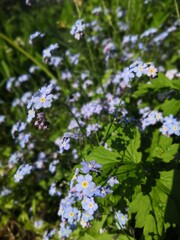 purple flowers in the garden