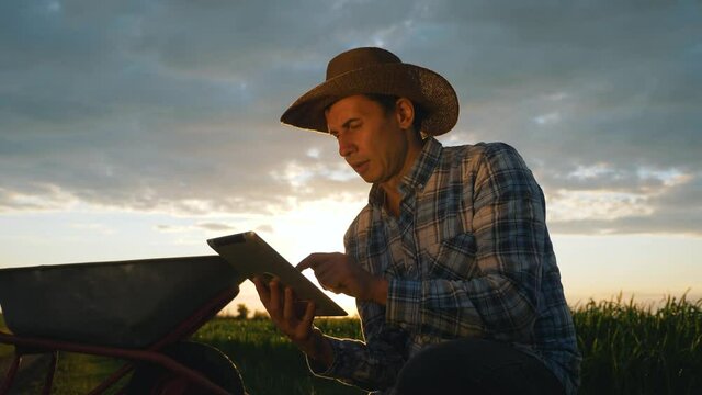A farmer in a field at sunset uses a digital tablet to measure cereal growth. A person uses the application for monitoring. Agribusiness concept, smart farming.