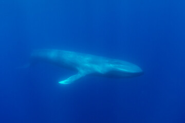Fototapeta premium Blue whale, Atlantic Ocean, Pico Island, The Azores.