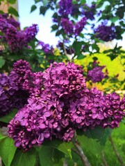 Obraz premium lilac flowers in a garden
