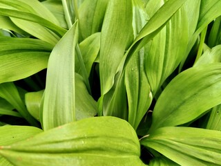 Obraz premium close up of green leaves