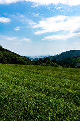 Fototapeta na wymiar 静岡市と茶畑