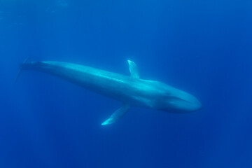 Fototapeta premium Blue whale, Atlantic Ocean, Pico Island, The Azores.