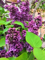 lilac flowers in the garden