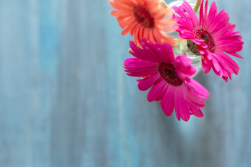 Three flowers, two orange and pink in a glass vase on a blue background, pop art, minimal.