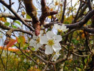 apple tree blossom