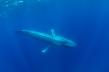 Blue whale, Atlantic Ocean, Pico Island, The Azores.