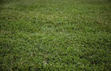 Green grass in a field