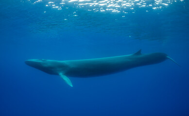 Fin whale near the surface,  Atlantic Ocean, Pico Island, The Azores.