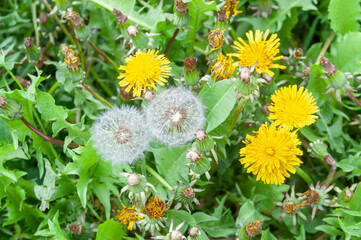 dandelions at different stages of flowering