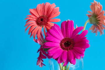 Two flowers, orange and pink in a glass vase on a blue background, pop art, minimal.
