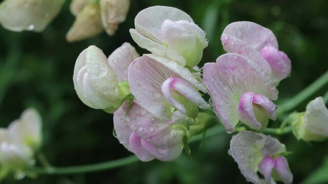  White Sweet pea flowers covered by raindrops in the garden. Lathyrus odoratus after rain on springtime