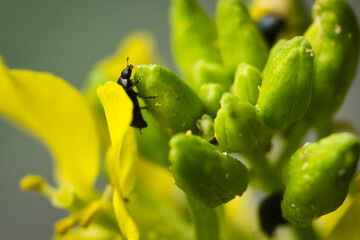 Kleiner Käfer auf Nahrungssuche