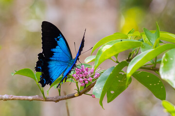 Close up picture of butterfly on a flower. Profile side. Alive blue Ulysses (Papilio ulysses) open...