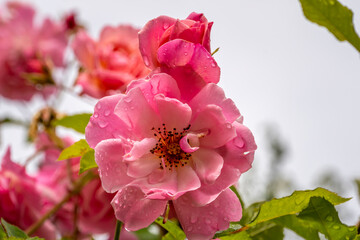 Roses avec grandes pétales et gouttes de pluie