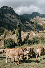 Fototapeta premium Cows grazing on a meadow near Benasque, surrounded by the highest peaks in that range, which is the main town in the Benasque Valley, located in the heart of the Pyrenees, Aragón, Spain