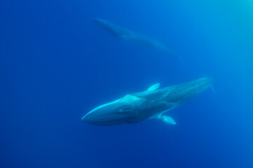 Two fin whales, Atlantic Ocean, Pico Island, The Azores.