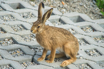 Ein brauner wilder Feldhase zu Besuch im Garten