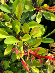 red and green leaves