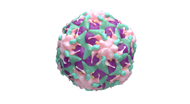 Human Rhinovirus Picornavirus isolated 3D illustration