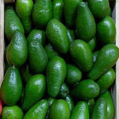 Juicy green fruits of tropical avocados.