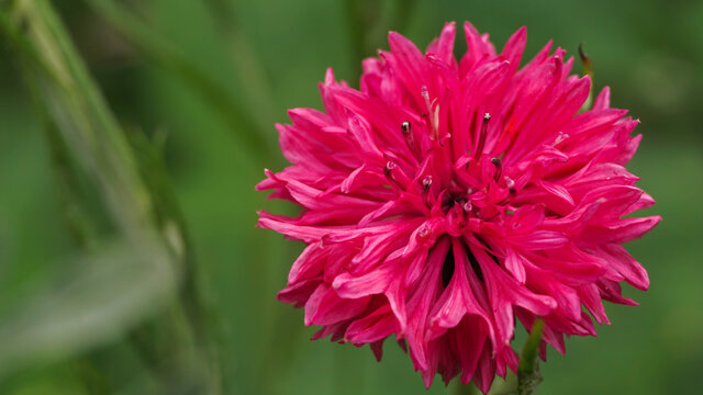 flowering beautiful pink cornflowers, summer warm day
