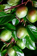 branches with fruits of unripe cherry plum on a dark background