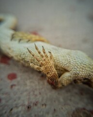 Dead lizard