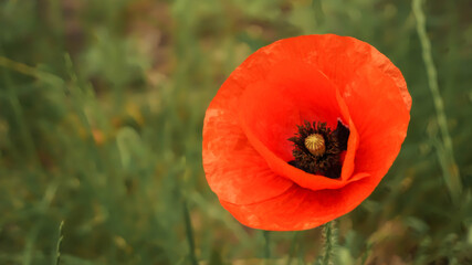 blooming beautiful red poppy, summer warm day