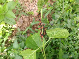 aphid colony in the garden