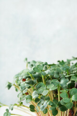 Close-up of microgreen radish. Concept of home gardening and growing greenery indoors