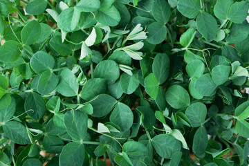 Close-up of microgreen peas. Concept of home gardening and growing greenery indoors