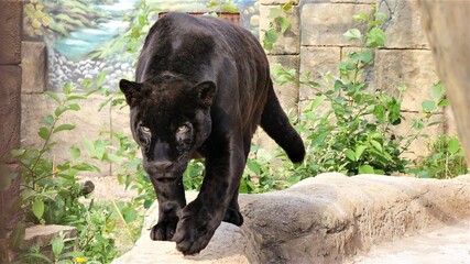 Panther is walking on a stone wall.