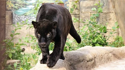 Tuinposter Panther is walking on a stone wall. © Rbizon