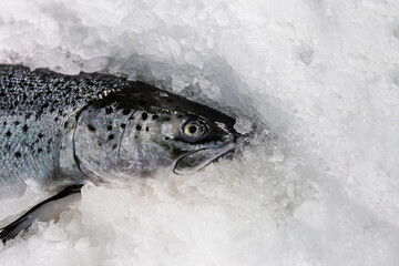 Closeup of fish head on ice at a fish store.