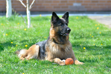 green grass, domestic, canine, tail, happiness, clean, play, ball, healthy, obedient, large,...