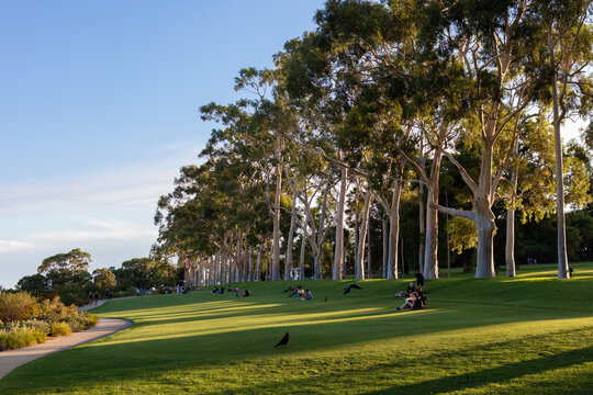 Perth, Australia; February 2020: Evening At The Park With Family And Friends. People Having Picnic And Resting. Kings Park And Botanical Gardens, Perth, West Australia, Australia