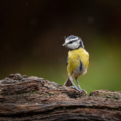 Image of Blue Tit bird Cyanistes Caeruleus on branich in Spring sunshine and rain in garden