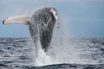Humpback Whale breach, Atlantic Ocean off the coast of Pico Island, The Azores.  © wildestanimal