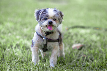 Close-up view of small dogs, which people generally like to keep as a lonely friend or watch house, with motion blur while running or food during the day