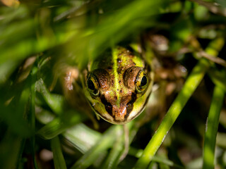 Grenouilles vertes en gros plan
