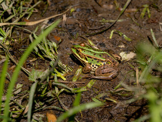 Grenouilles vertes en gros plan